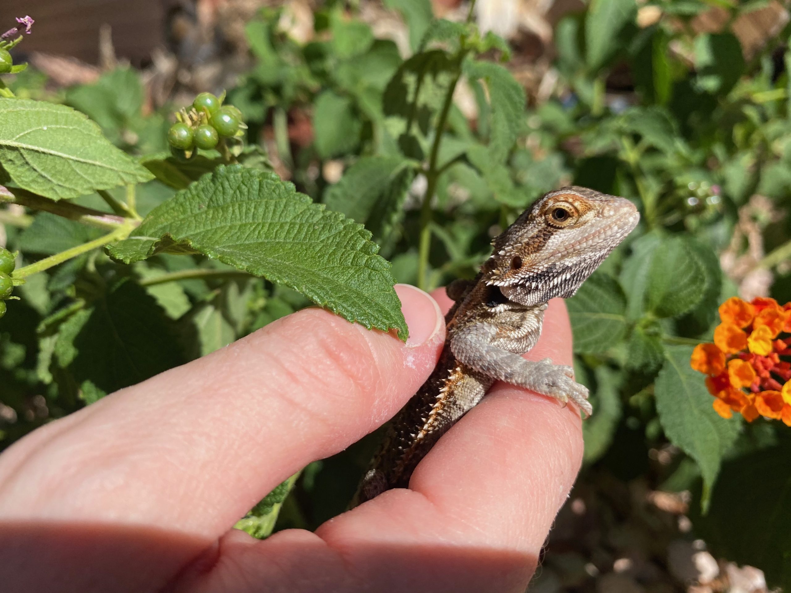 Ziki - Bearded Dragon Foundation